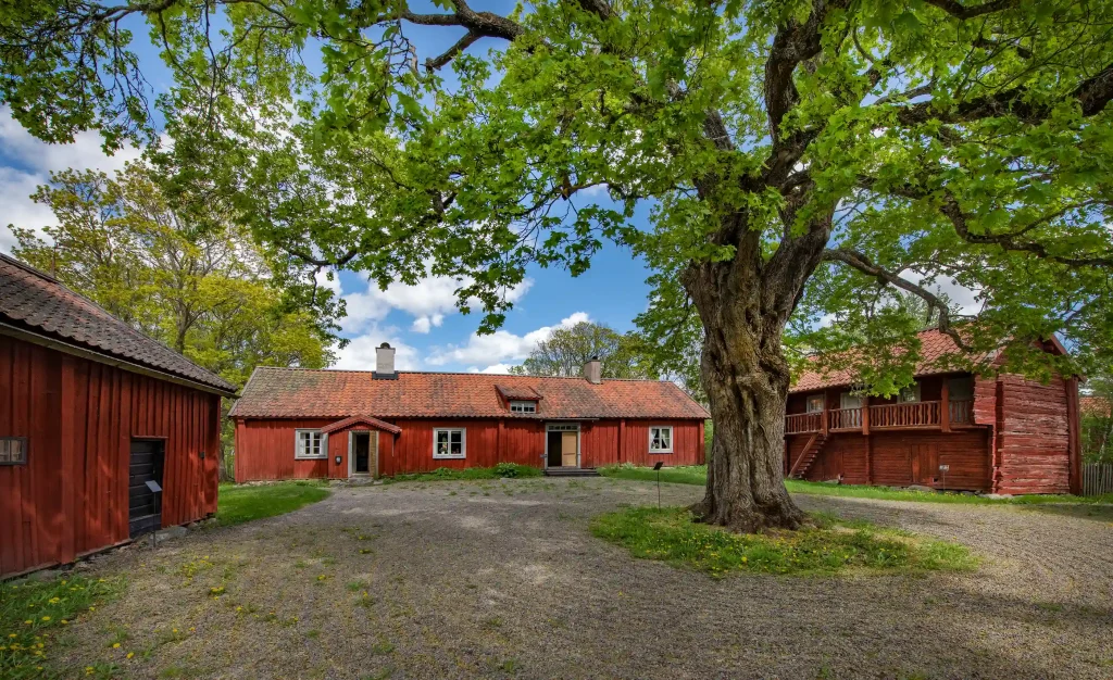 Röda gamla stugor runt en innergård med en stor ek.