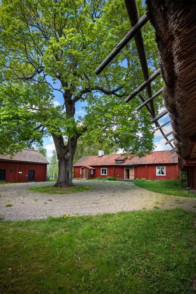 Gårdsplanen på en 1800-talsgård i falurött och ett stort vårdträd.