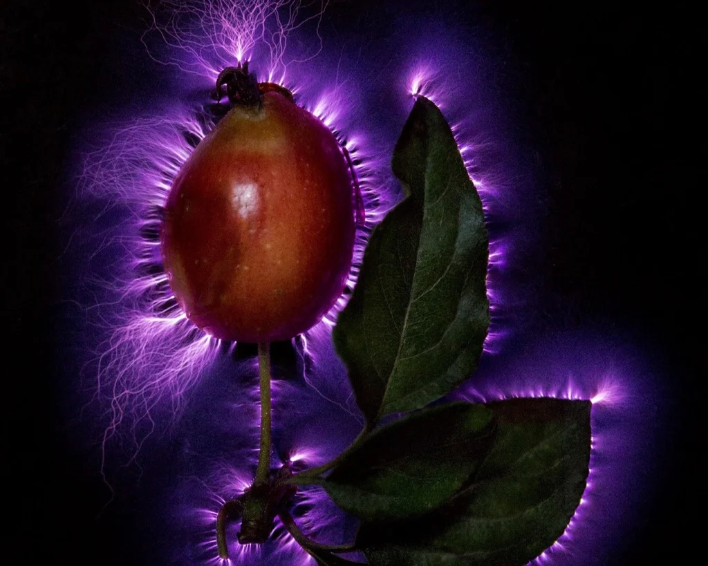 Ett rött äppelkart på en kvist med två blad, med konturer som ser ut som lysande lila nervtrådar.