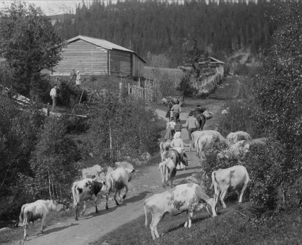 Pigor och drängar vallar fjällkor längs en byväg, i bakgrunden skog och hus.