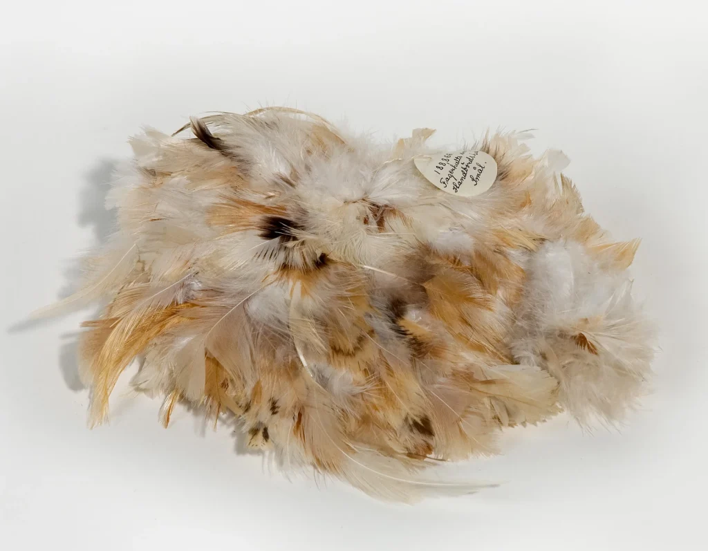 Närbild på ihopsatta fjädrar i vitt, beige och brunt, det sitter en liten handskriven etikett som beskriver var fjäderkransen använts.