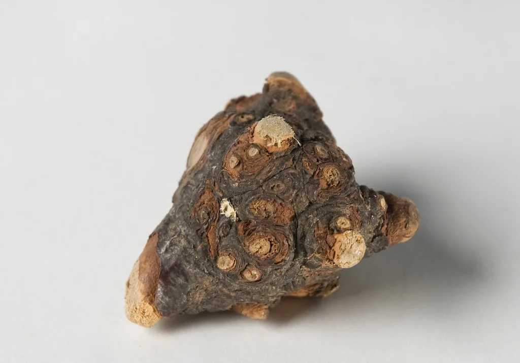 Närbild på en knotig trädknut